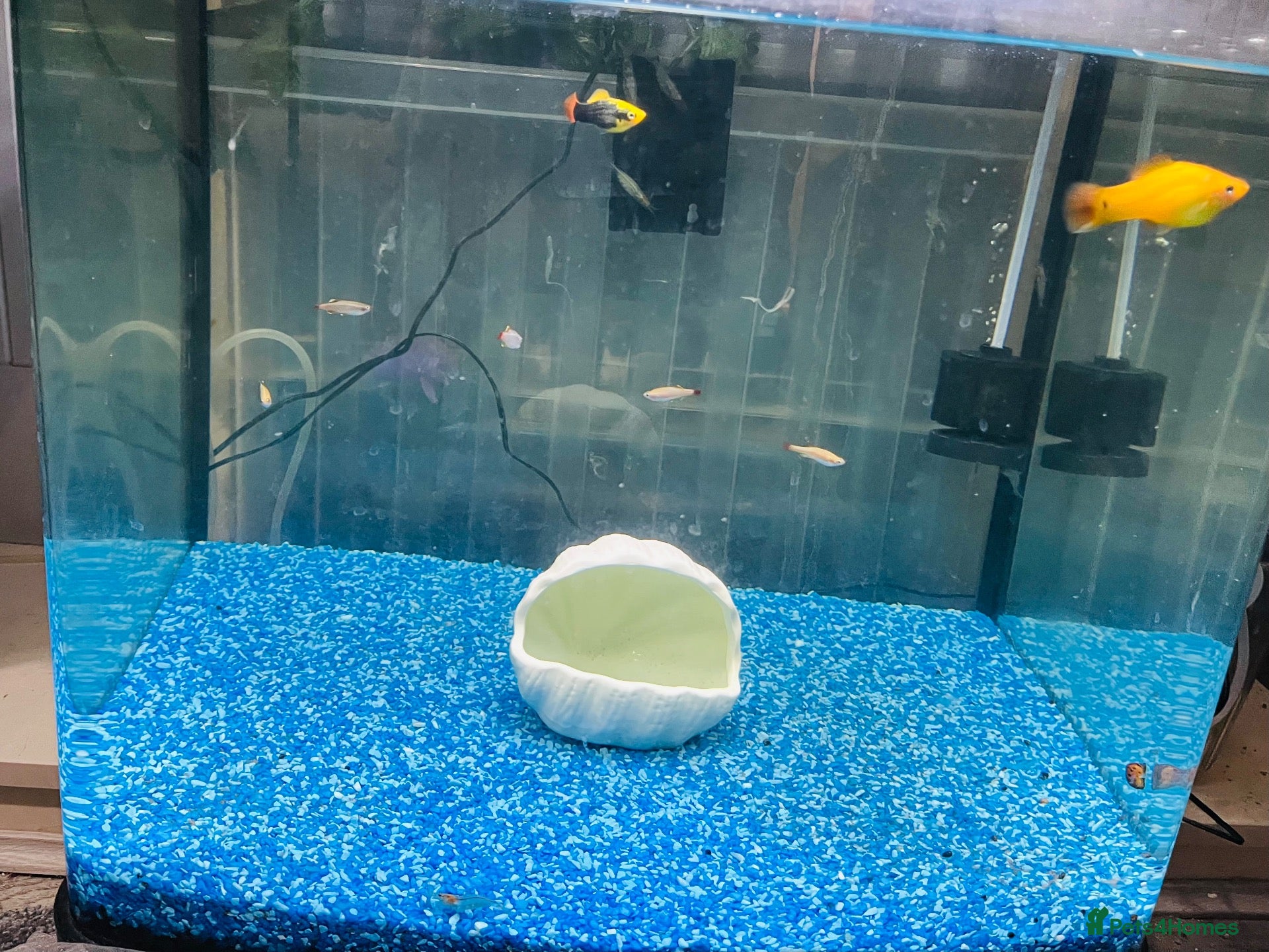 Other/Mixed Breed fish Complete Established 90L Setup & Healthy Community - Advert 7