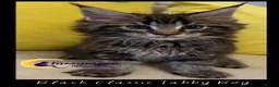 Maine Coon cats for sale: Gorgeous TICA Pedigree Maine Coon Kittens - Advert 11
