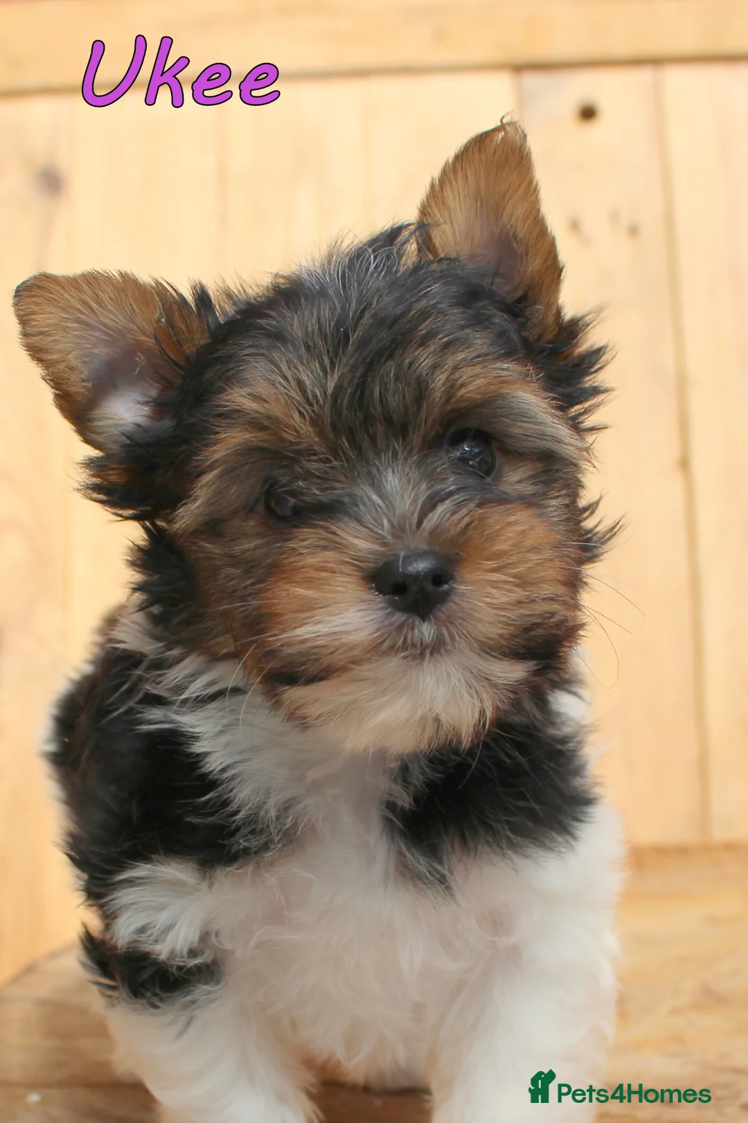 Biewer Terrier dogs for sale: ✨ Stunning Biewer & Merle Yorkies – Ready 09 Apr ✨ - Advert 2