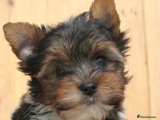Biewer Terrier dogs ✨ Stunning Biewer & Merle Yorkies – Ready 09 Apr ✨ - Advert 15