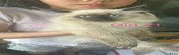 Ragdoll cats for sale: Stunning ragdoll girls for sale  in Grays - Advert 1