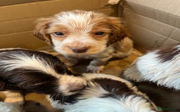 Cocker Spaniel dogs for sale: Beautiful Lemon & Brown Cocker Spaniel Puppies  - Image 15