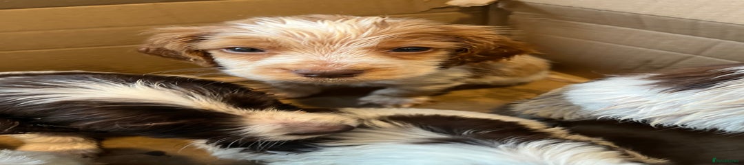 Cocker Spaniel Puppy 7