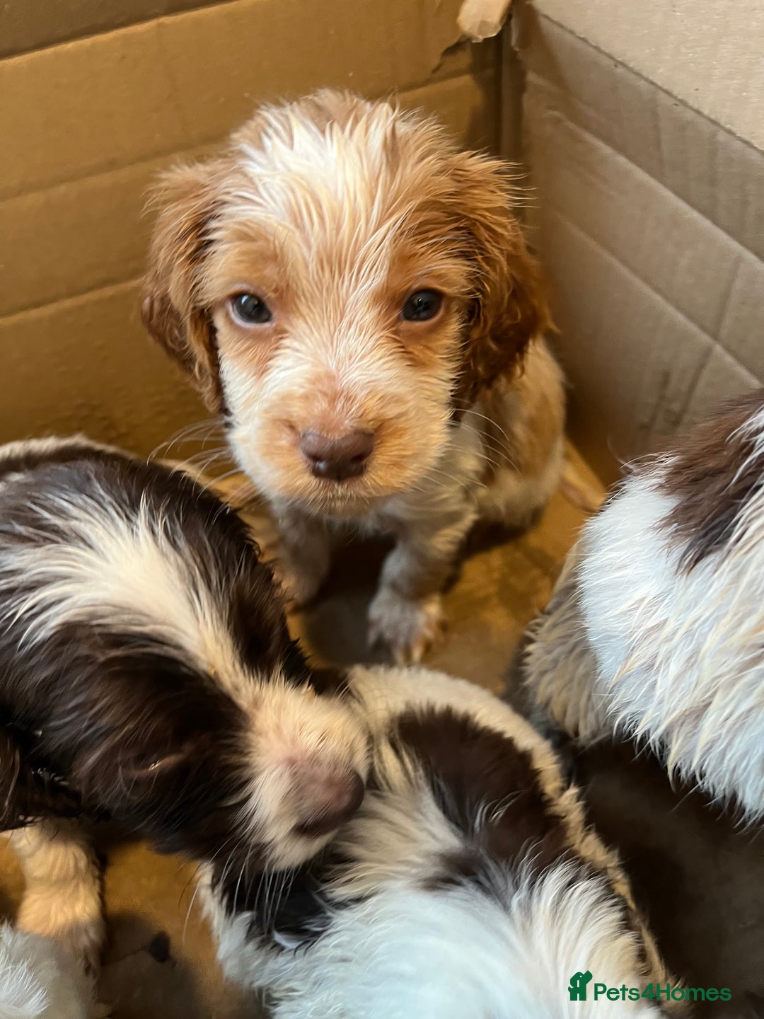 Cocker Spaniel dogs for sale: Beautiful Lemon & Brown Cocker Spaniel Puppies  - Image 15