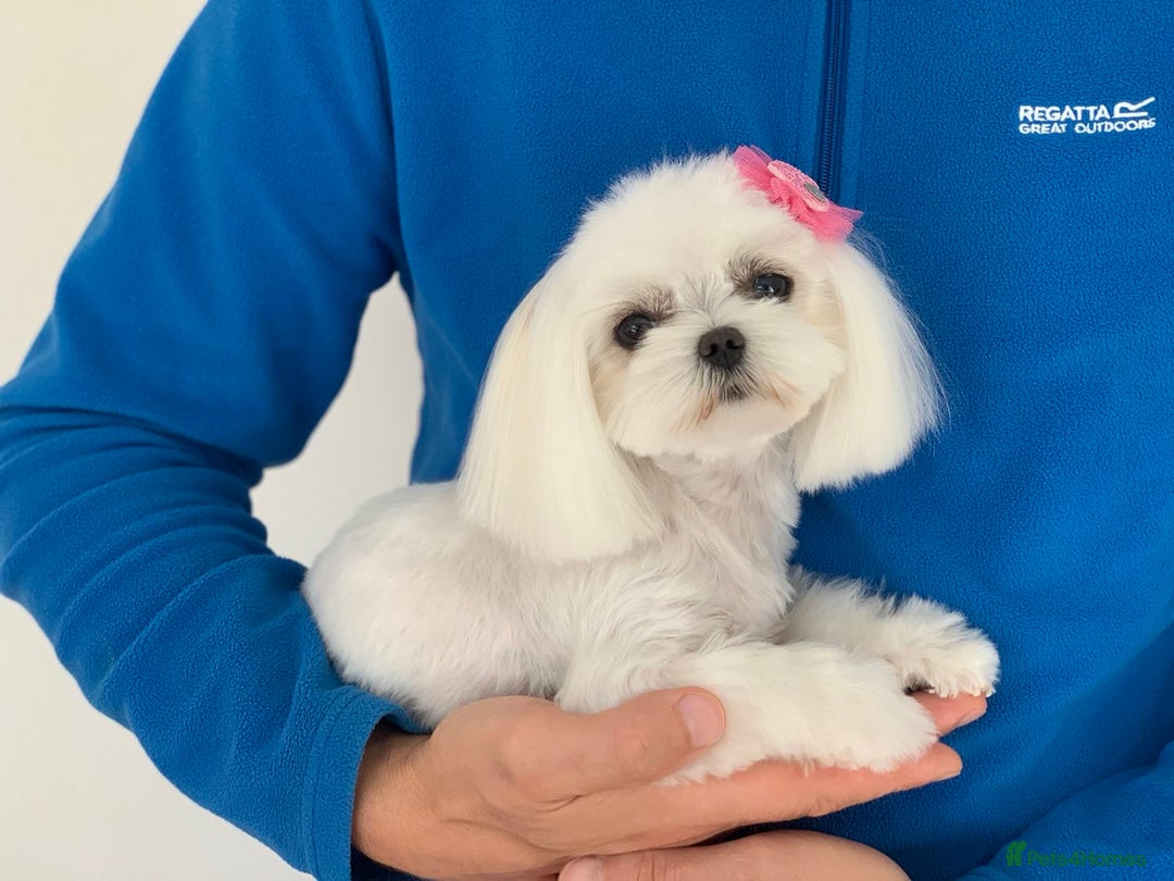 Maltese dogs for sale: Gorgeous Tiny Maltese Puppies - Advert 14