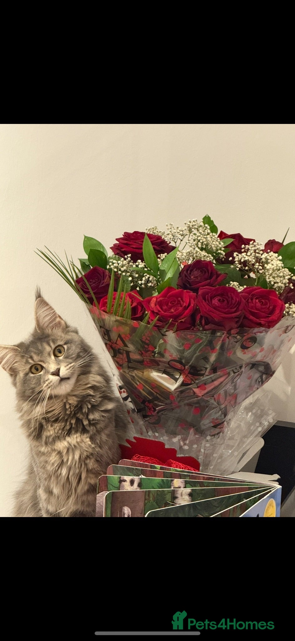 Maine Coon cats Lovely female, kitty  - Advert 1