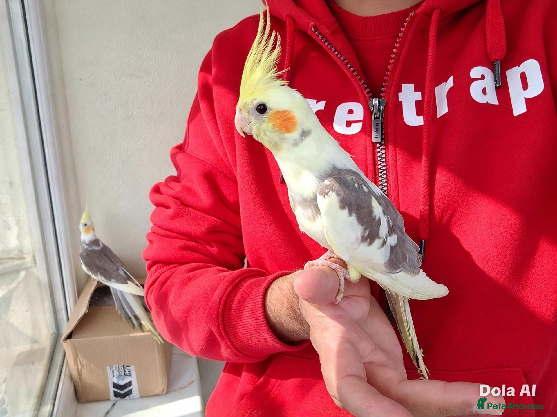 Cockatiels birds Super silly hand tamed baby cockatiel - Advert 7