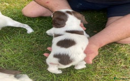 English Springer Spaniel dogs for sale: Exceptional Working & Trialing Lines  - Image 9