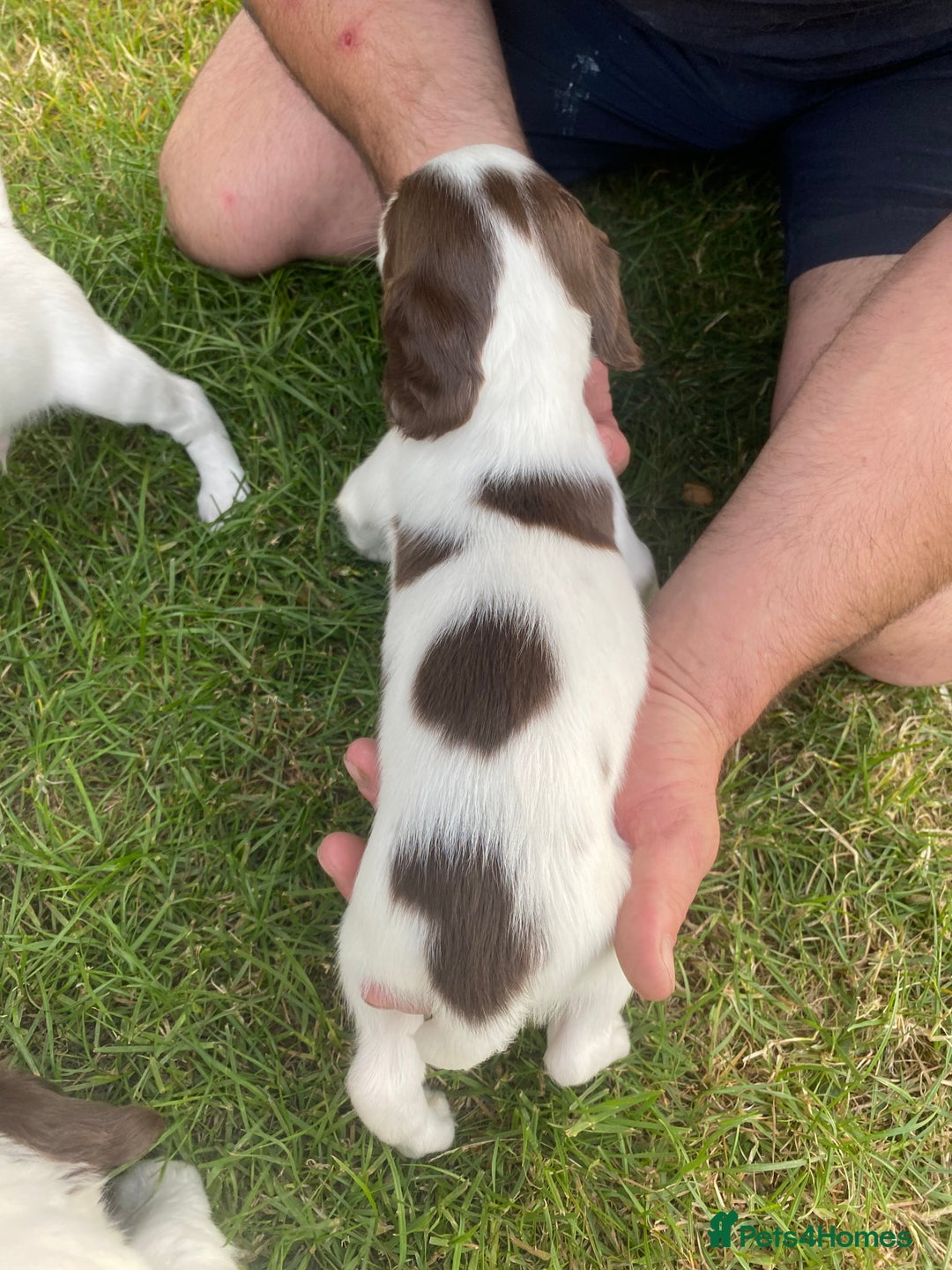English Springer Spaniel dogs for sale: Exceptional Working & Trialing Lines  - Image 9