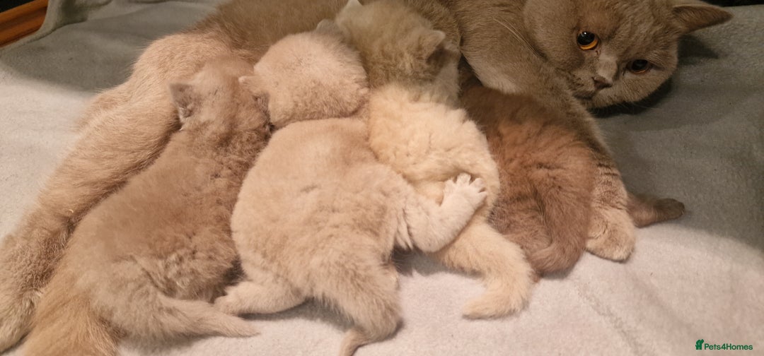 British Shorthair cats for sale: Tica registered British Shorthair kittens Champion - Image 29