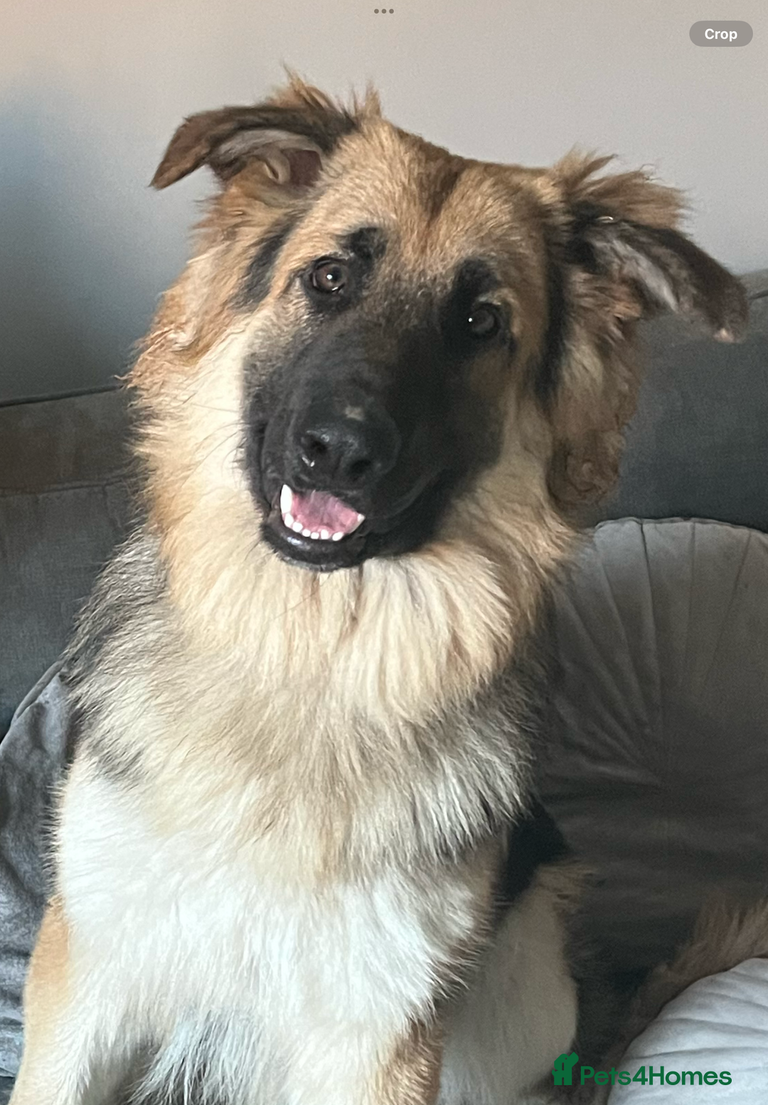 German Shepherd dogs for sale: 2 German shepherds - Advert 4