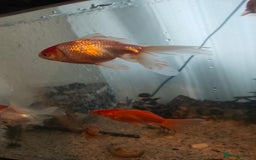 Goldfish fish for sale: Various kinds of Goldfish - Advert 1