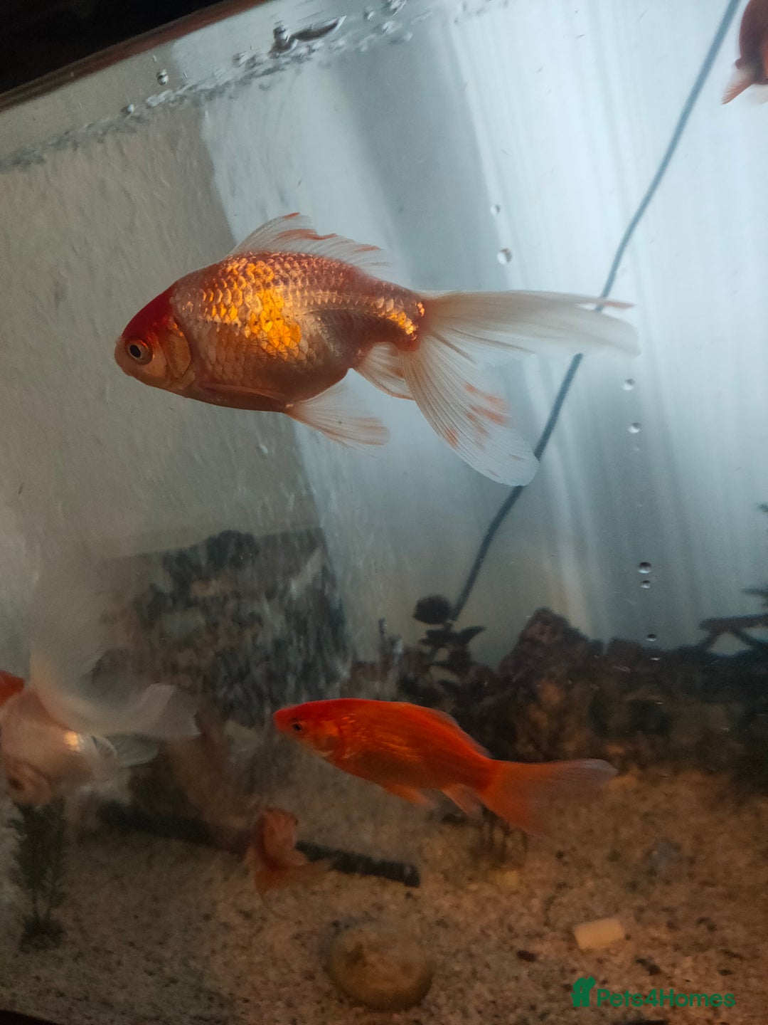 Goldfish fish for sale: Various kinds of Goldfish - Advert 1