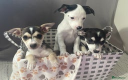 Mixed Breed dogs for sale: Puppies looking for forever homes 🐾 in Wrexham - Image 4