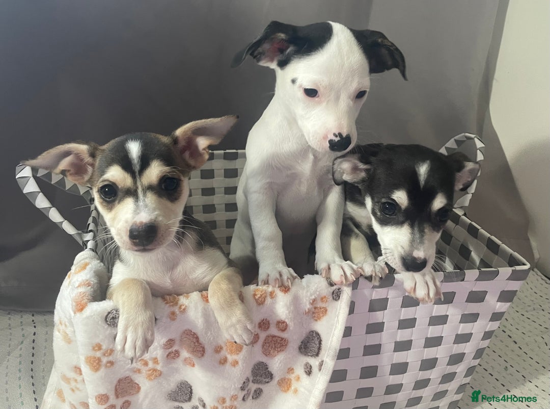 Mixed Breed dogs for sale: Puppies looking for forever homes 🐾 in Wrexham - Image 4