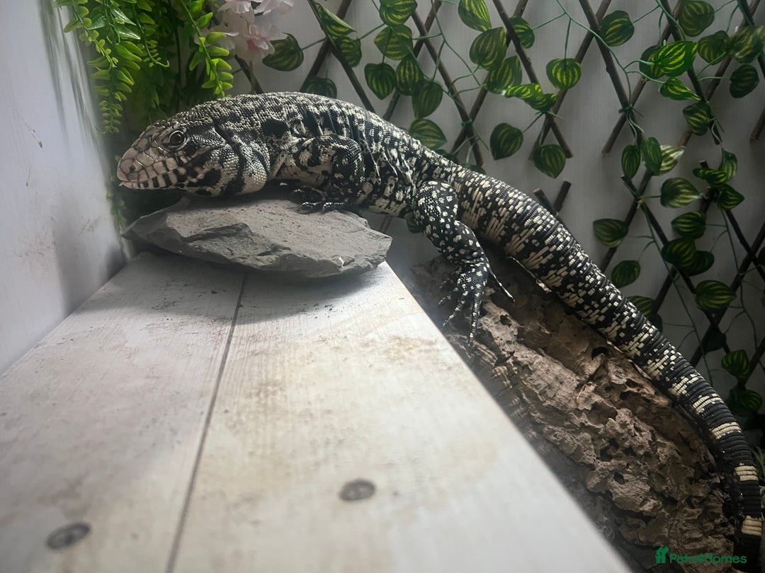 Lizard reptiles for sale: Black and white tegu for sale  - Advert 9