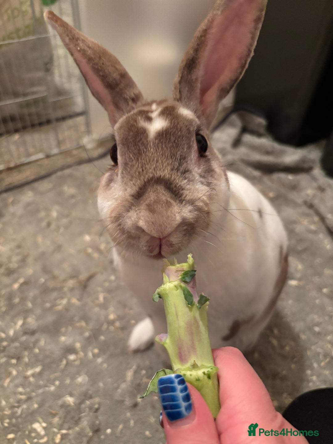 Rex rabbits for sale: Beautiful proven mini Rex doe for sale ✨ - Advert 6