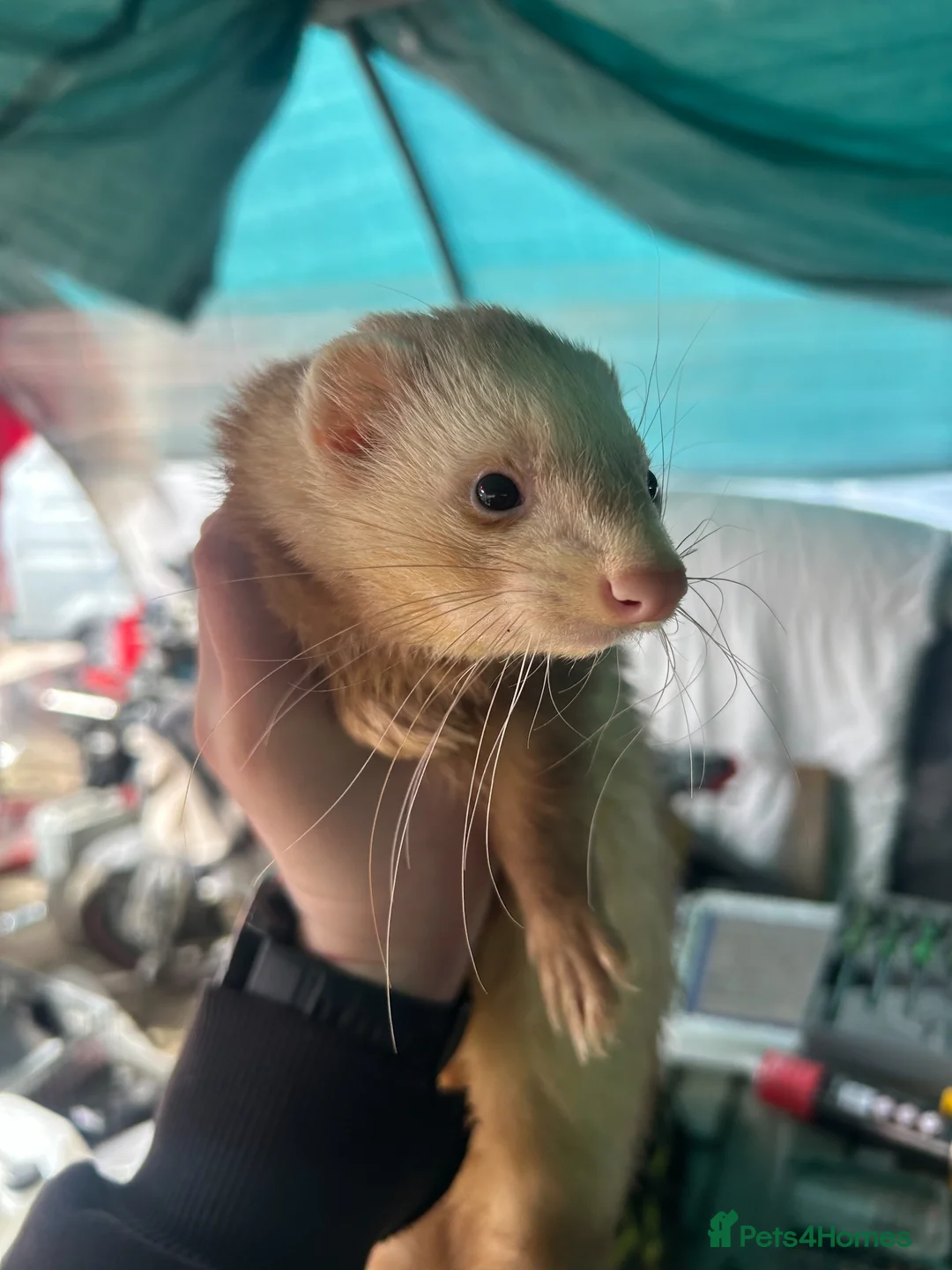 Ferret rodents for sale: Male Ferrets Hobs for Sale x2, 1 yr old, friendly in Etchingham - Advert 1