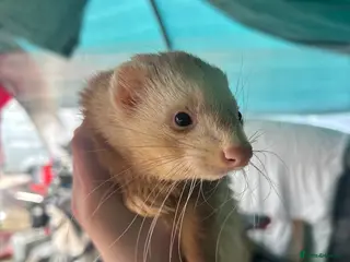 Ferret rodents Male Ferrets Hobs for Sale x2, 1 yr old, friendly - Advert 3