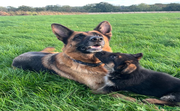 German Shepherd dogs - Advert 9