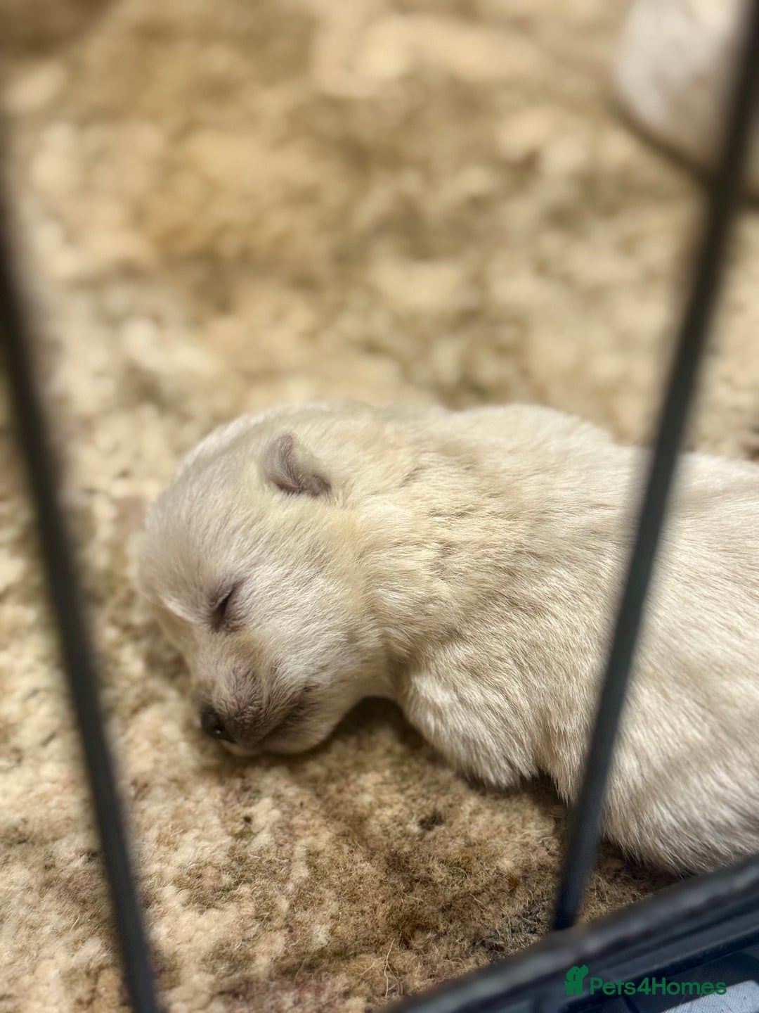 West Highland Terrier dogs for sale: 🐾💙Very Handsome Westie Boy Ready Now 💙🐾 - Advert 7