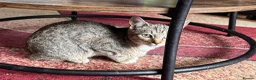Mixed Breed cats for sale: Mixed bread kittens ready to go £100 - Advert 8
