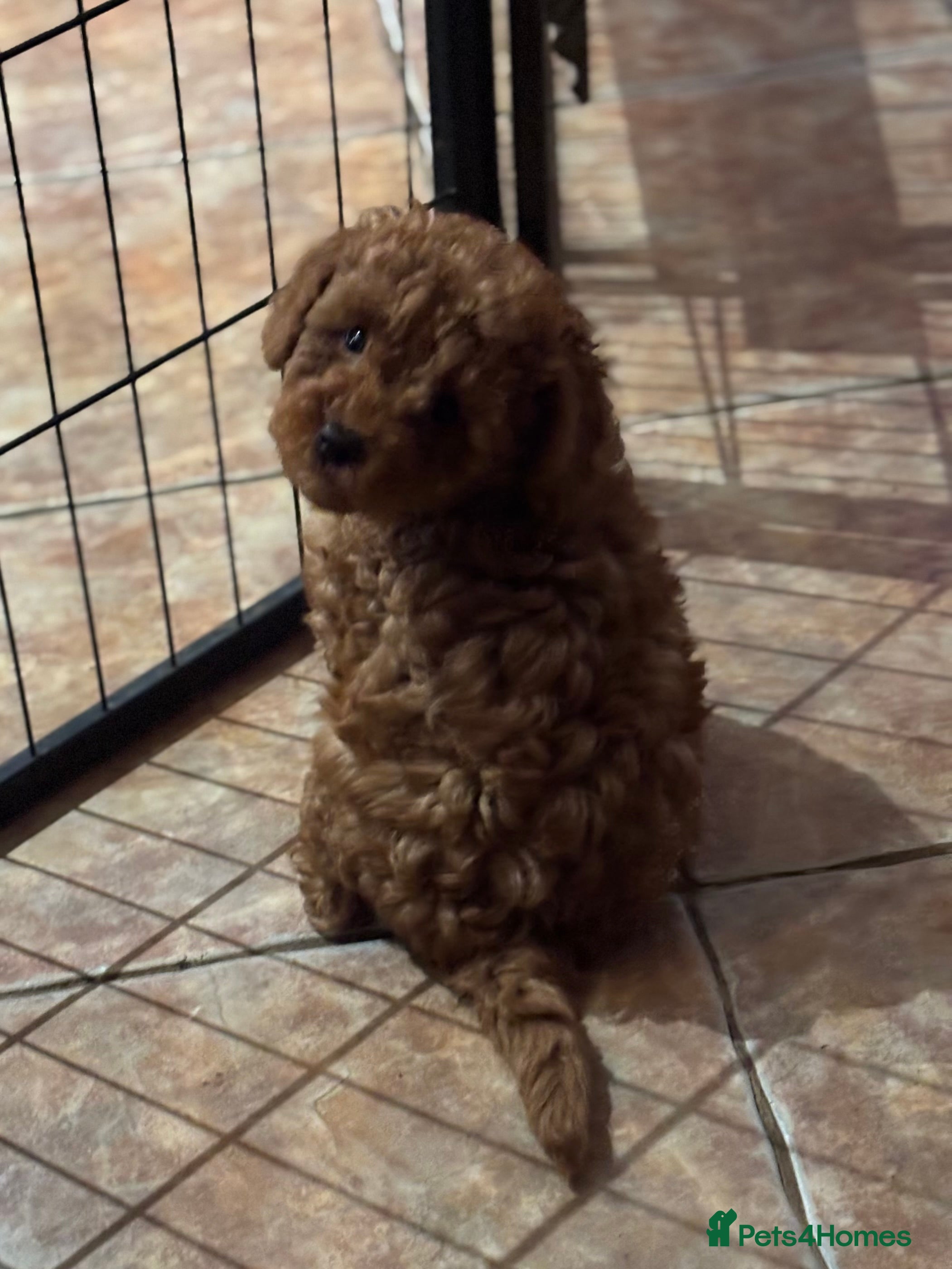 Toy Poodle dogs Toy Poodle boys  - Advert 6