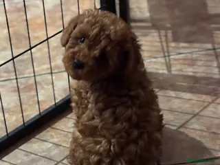 Toy Poodle dogs Toy Poodle boys - Advert 6