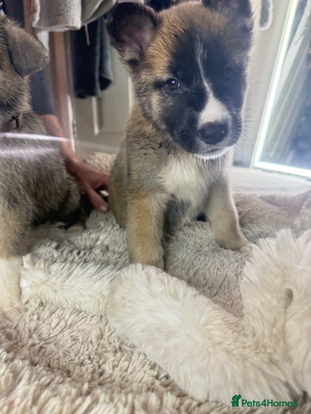 Mixed Breed dogs for sale: Akita/Belgian malenute puppy’s  - Image 17