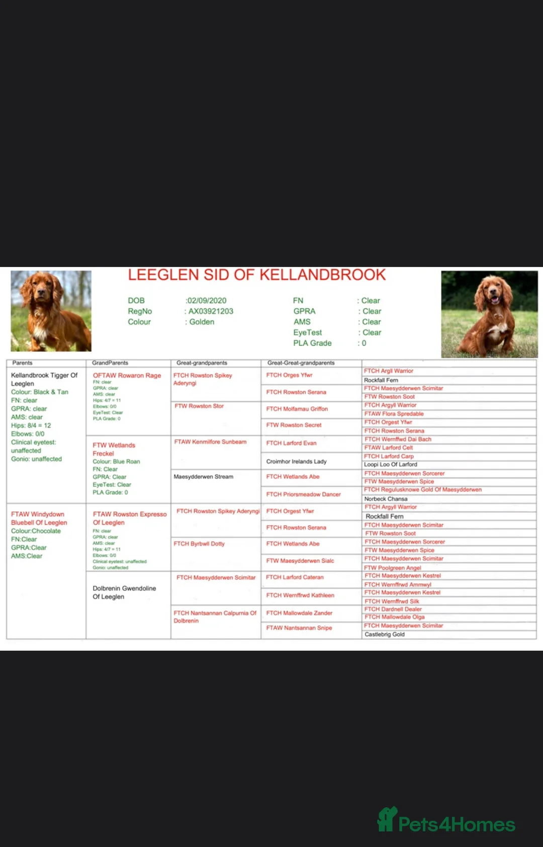 Cocker Spaniel dogs for stud: Red cocker stud - Advert 25