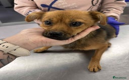 Mixed Breed dogs for adoption: Rose for adoption - Image 5