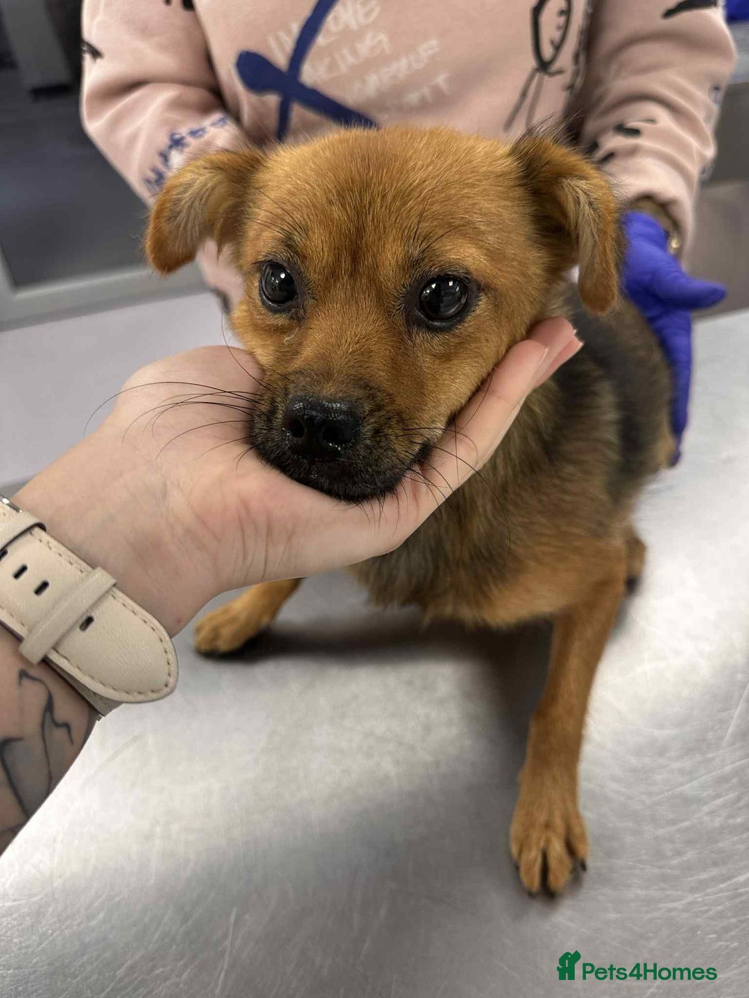 Mixed Breed dogs for adoption: Rose for adoption - Image 5