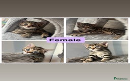 Bengal cats for sale: Bengal kittens 1 MALE REMAINING!! Ready now! - Image 10