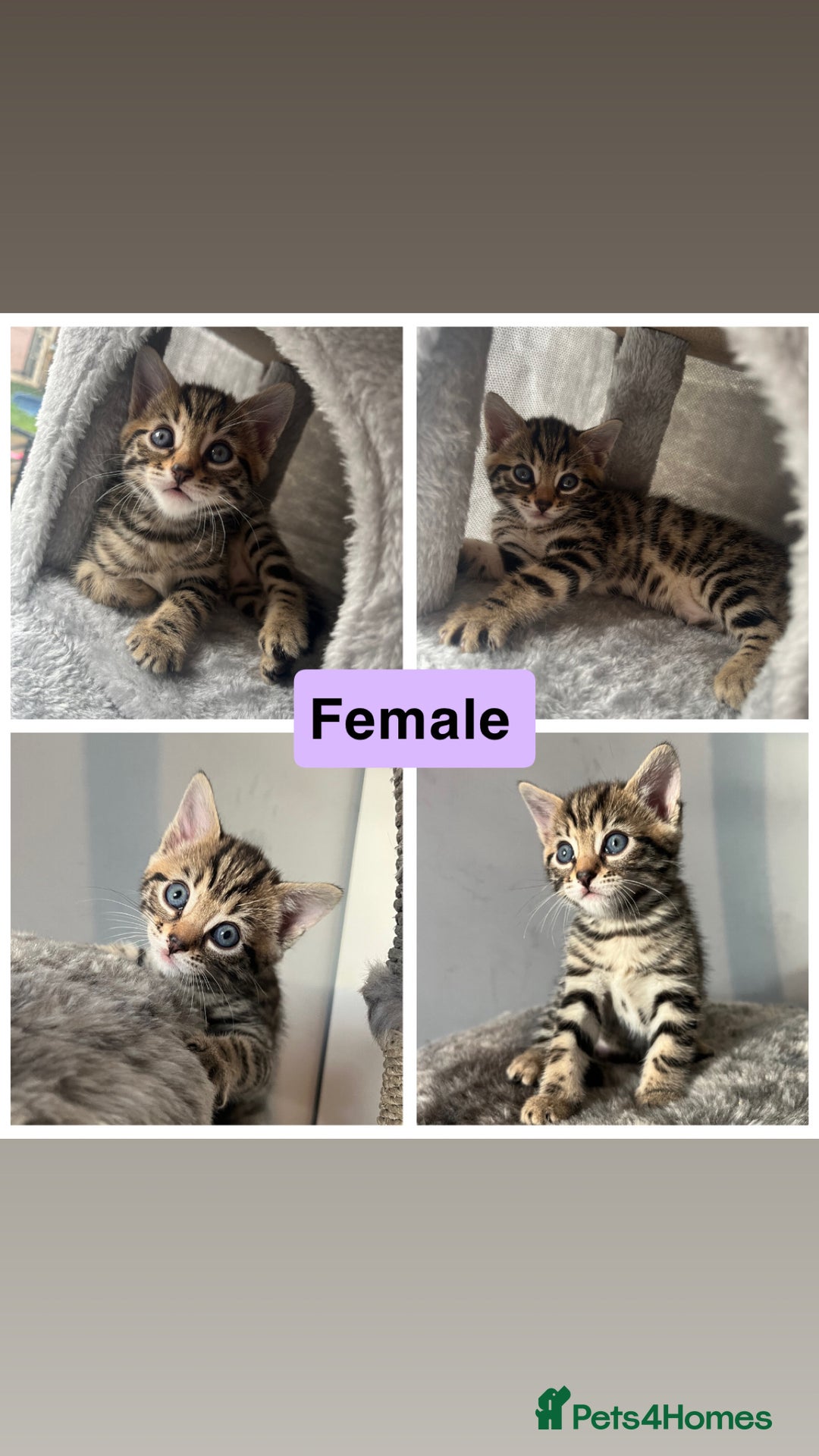 Bengal cats for sale: Bengal kittens 1 MALE REMAINING!! Ready now! - Image 10