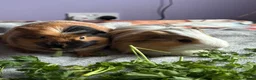 Guinea Pig rodents for sale: 2 male guinea pigs to go to a loving home - Advert 4