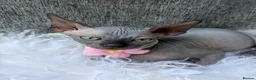 Sphynx cats for sale: Beautiful Sphynx Kittens in Maidenhead - Advert 4