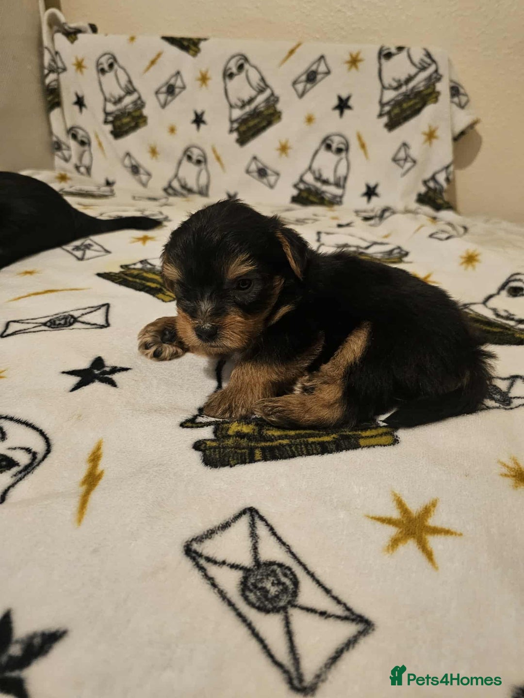 Yorkshire Terrier dogs for sale: Hello - Image 18