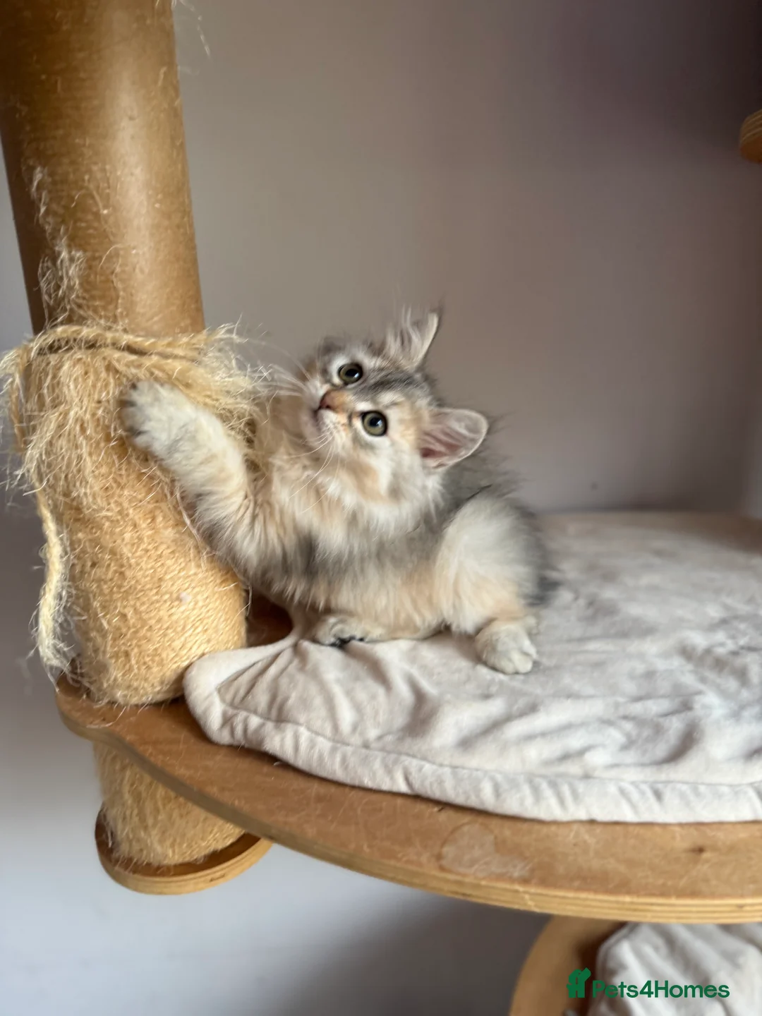 Siberian cats for sale: Fluffy Siberian Kittens Ready for loving homes🥰 - Advert 4