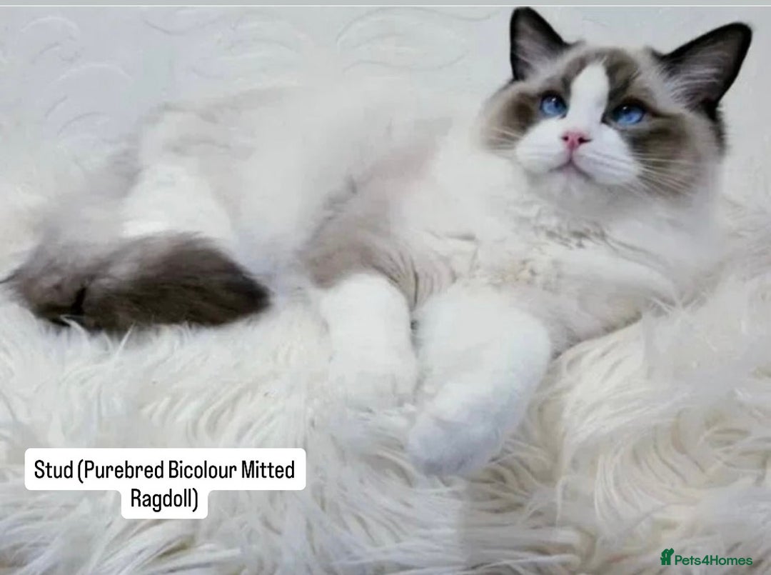 Ragdoll cats for sale: PUREBRED RAGDOLL KITTENS - Image 4