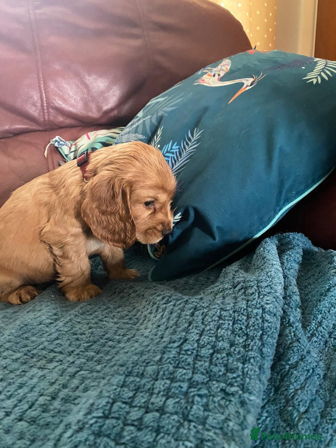 Cocker Spaniel dogs for sale: Pedigree show cockers, sable & golden - Image 5
