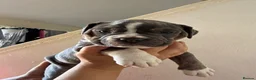 Mixed Breed dogs for sale: olde thyme english bulldog - Advert 3