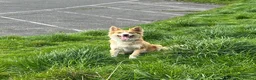 Bordoodle dogs for sale: OUTSTANDING *SABLE / TRI* BORDOODLES - Advert 12