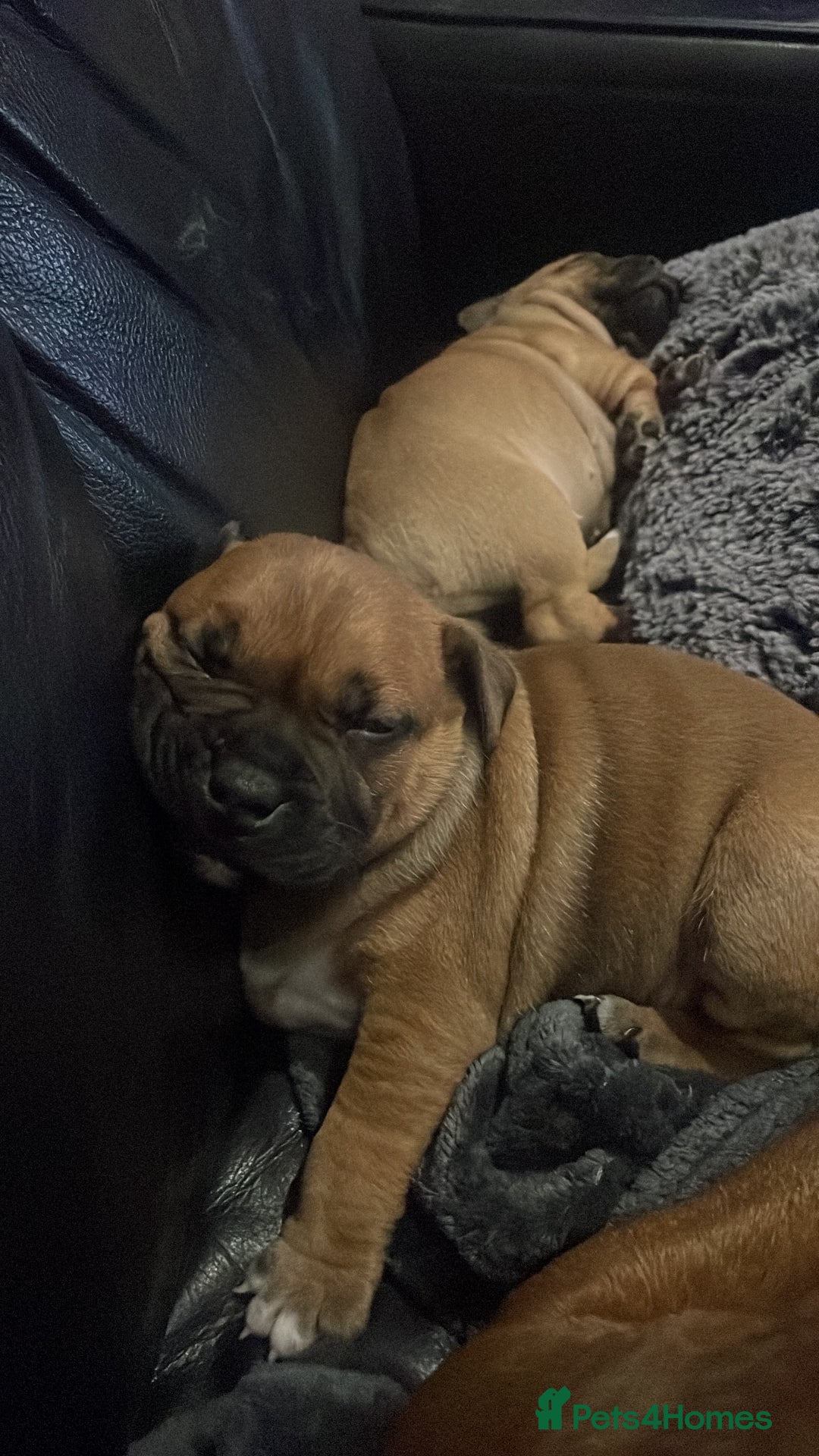 Staffordshire Bull Terrier dogs for sale: Beautiful chunky red staffys  - Advert 18