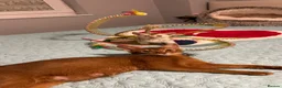 Abyssinian cats for sale: Abyssinian kittens  - Advert 20