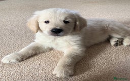 Golden Retriever dogs for stud: 5th Generation KC Registered TOO GOOD TO MISS STUD - Image 11
