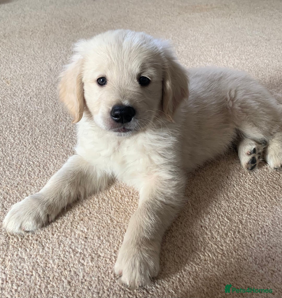 Golden Retriever dogs for stud: 5th Generation KC Registered TOO GOOD TO MISS STUD - Image 11