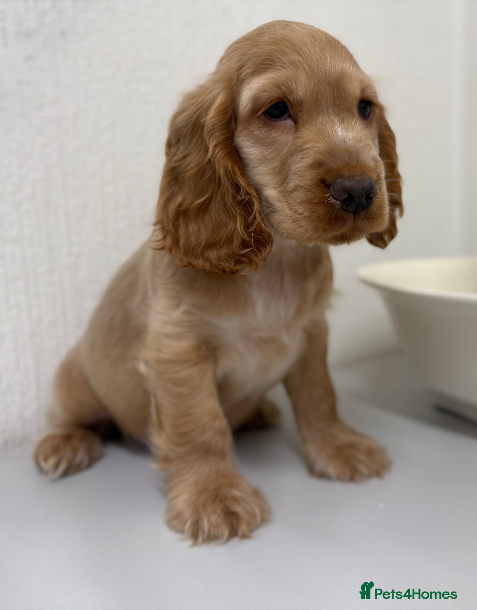 Cocker Spaniel dogs Show-type cocker spaniels - Advert 2