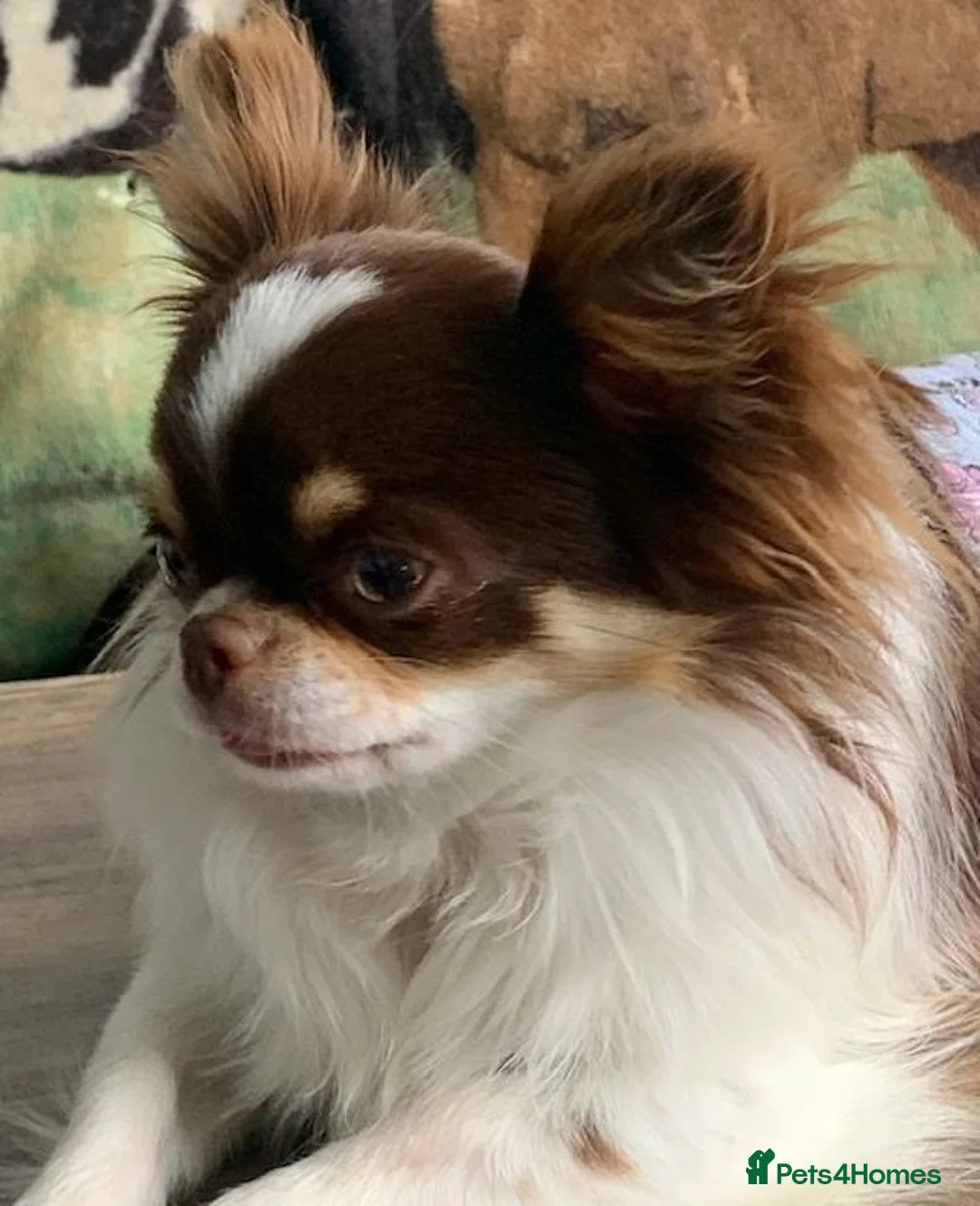 Chihuahua dogs for stud: K.C Russian/Polish Choc and White Chi L/C Stud in Dagenham - Advert 6