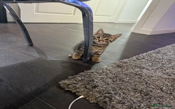 Mixed Breed cats for sale: Kittens looking for forever home  - Advert 3