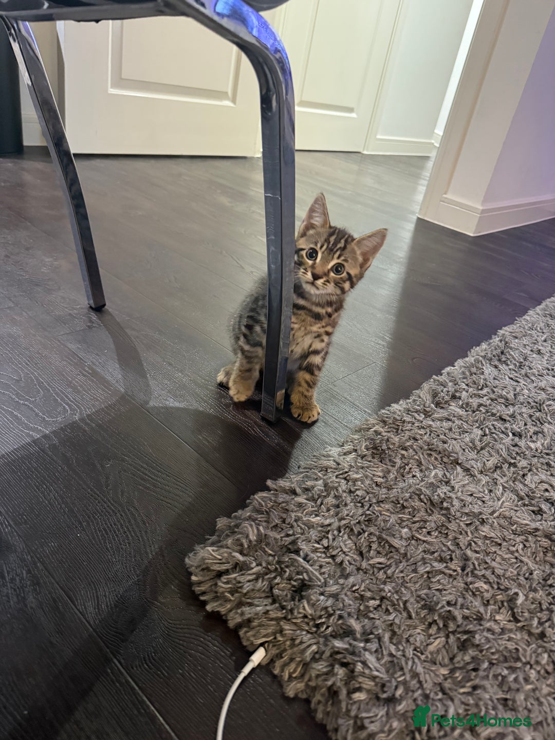 Mixed Breed cats for sale: Kittens looking for forever home  - Advert 3